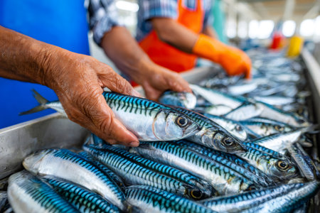 Fishmongers selecting freshly caught mackerel on a conveyor belt in a fish processing factoryの素材