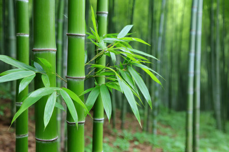 Lush green bamboo stalks and leaves create a vibrant scene in a dense forestの素材