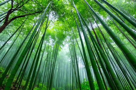 Lush green bamboo stalks create a vibrant canopy in a misty forest, evoking tranquility and natural beautyの素材