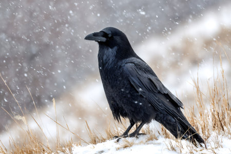 Large black raven standing majestically in a snow covered field with dry grass during a snowfallの素材