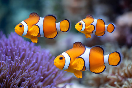 Three ocellaris clownfish are swimming near purple coral reef in the oceanの素材