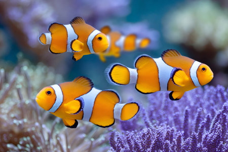 Ocellaris clownfish swimming in blue water near purple coral reefの素材