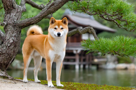 Beautiful shiba inu dog standing in a serene Japanese garden with a traditional building and pond in the backgroundの素材