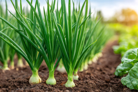Onion plants growing in fertile soil on a farm at sunsetの素材