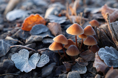 Small mushrooms covered with hoarfrost are growing among fallen leaves in winter morningの素材