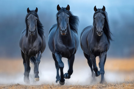 Three black horses running on a dusty field, showing strength and wild natureの素材