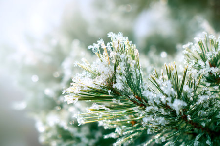 Pine needles and flakes creating a magical winter wonderland sceneの素材