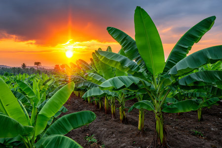 Banana plants growing in rows on a tropical farm under an orange sunset skyの素材