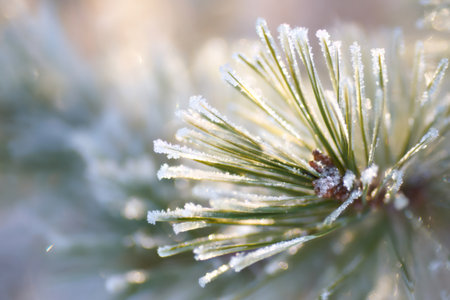 Evergreen pine branch covered in white hoarfrost and ice crystals on a cold winter morningの素材