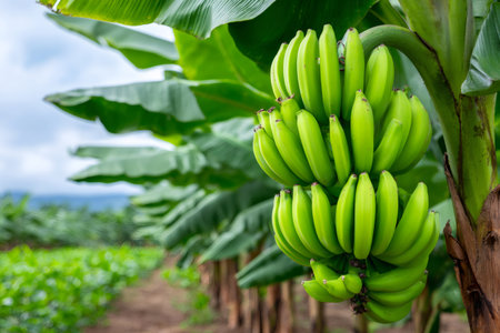 Unripe banana bunch hanging on a green banana tree in a plantationの素材