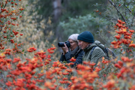 Active senior couple exploring a forest, one person photographing wild berries and autumn foliageの素材