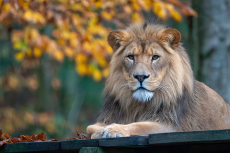 Lion observing from a raised platform with autumn leaves in the backgroundの素材