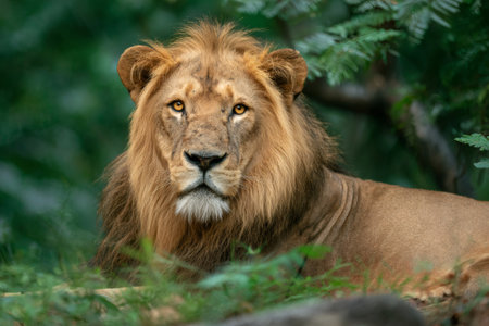 Lion with golden mane resting in lush green foliage, its gaze intenseの素材