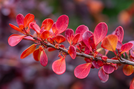 Barberry leaves displaying vibrant red, orange, and purple hues against a soft bokeh backgroundの素材