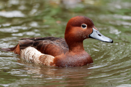 Ferruginous duck swimming peacefully on calm water, showcasing detail of its plumageの素材