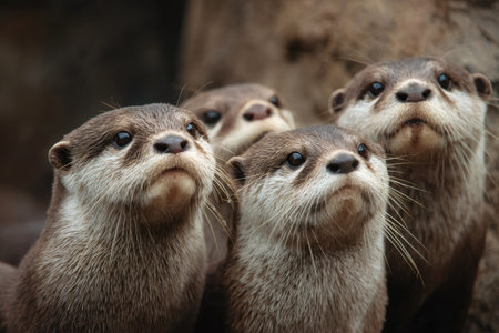 Group of curious otters raising their heads and watching with attentive expressionsの素材