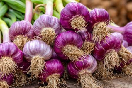 Purple garlic bulbs with roots forming a fresh harvest on a rustic surfaceの素材