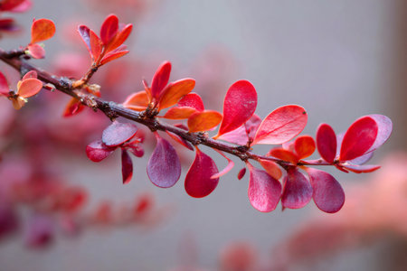Red and purple leaves on a barberry branch, showing seasonal color transition in natureの素材