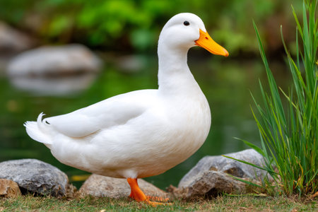 White pekin duck standing by pond showing its vibrant orange beak and webbed feetの素材