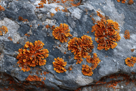 Orange lichen forms contrasting texture patterns on a rough gray rockの素材