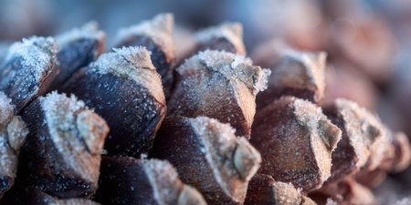 Pinecone scales showcasing intricate white frost details in macro viewの素材