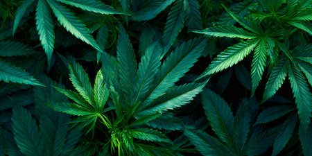 Cannabis plants are thriving, providing a vibrant green texture backgroundの素材