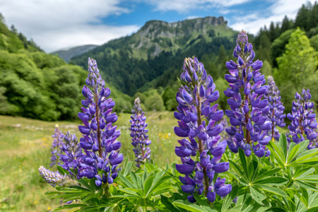 Purple lupine wildflowers blooming in a green mountain meadow under a blue skyの素材