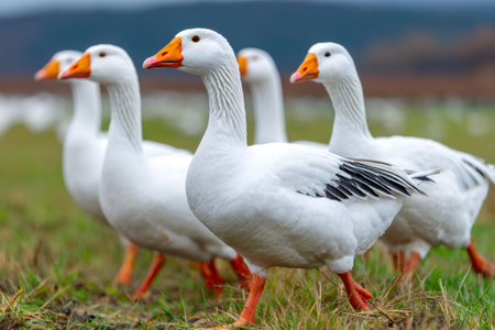 White geese walking in a line on a farm field with green grassの素材