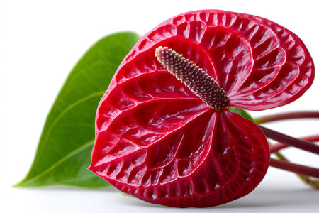 Red anthurium flower blooming with green leaf showing tropical natureの素材