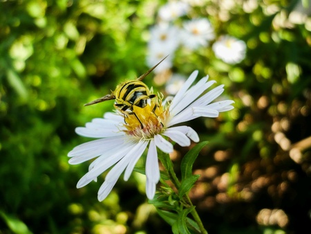 Collection timeの素材