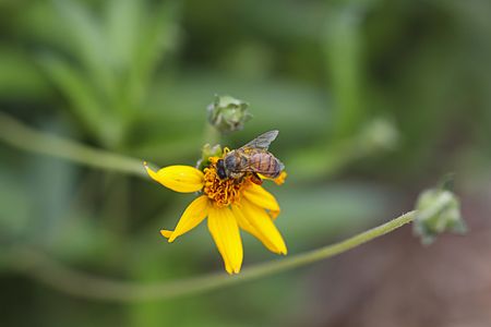 A bee macro.