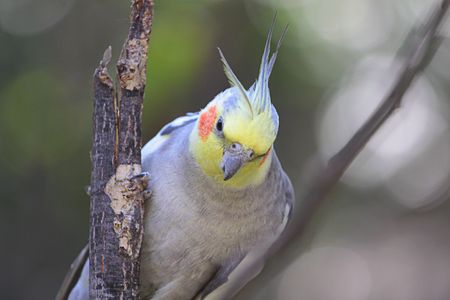Colorful parrot.