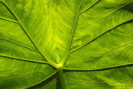 Leaf macro.