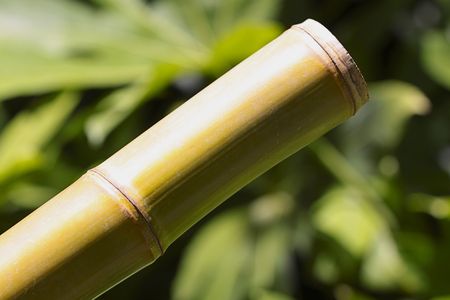 Bamboo stick.の写真素材