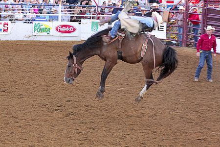 DENTON,TX, USA - 8/22/2009 - Rodeo scene at North Texas State Fair.のeditorial素材