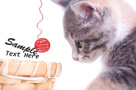 Playful kitten.の写真素材