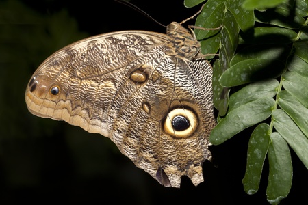 Butterfly closeup.の写真素材