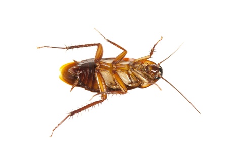 Bug isolated on white.の写真素材