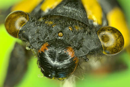 Extreme macro insect の写真素材