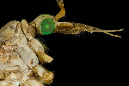 Extreme macro of a male crane fly  Infraorder Tipulomorpha の写真素材