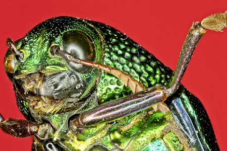 Extreme macro tiger beetle  Cicindela sexguttata の写真素材