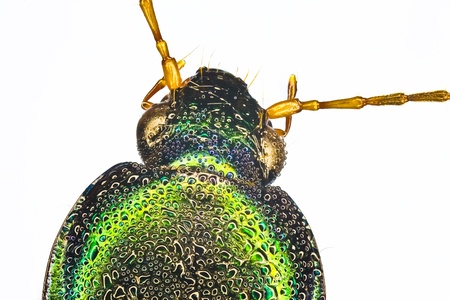 Extreme macro of a tiger beetle  Cicindela scutellaris の写真素材