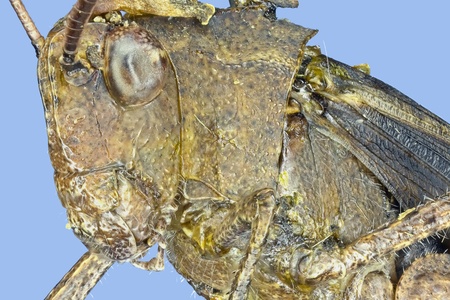 Extreme macro of a grasshopper  Arphia sp  の写真素材