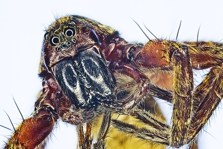 Extreme macro of a hairy spider  Rhabidosa rabida の写真素材