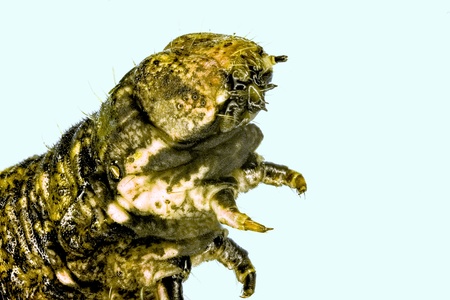 Extreme macro of brown caterpillar  Speyeria idalia 