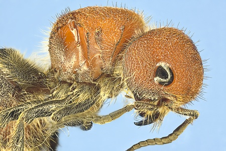 Extreme macro of red wasp  Polistes carolina の写真素材