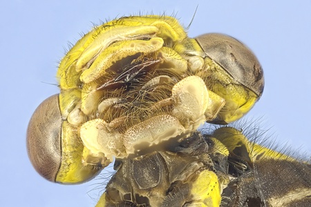Extreme macro dragonfly  Stylurus intricatus の写真素材