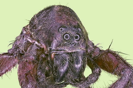 Extreme macro jumping spider  Neoscona arabesca 