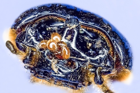 Extreme macro of an american oil beetle  Meloe   americanus の写真素材