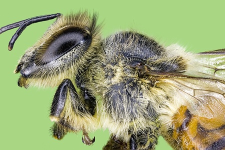 Extreme macro honey bee  Apis mellifera の写真素材